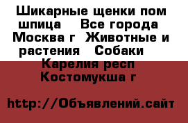 Шикарные щенки пом шпица  - Все города, Москва г. Животные и растения » Собаки   . Карелия респ.,Костомукша г.